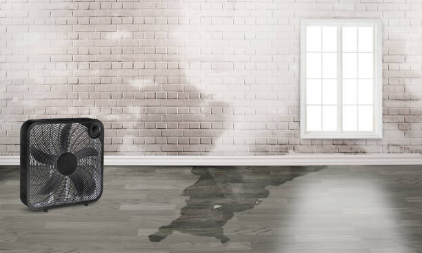 Best Local water damage restoration  in Tecumseh, OK
